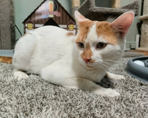 DOT (FIV+) - Domestic Short Hair available for adoption