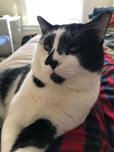 CLANCY - Domestic Short Hair available for adoption