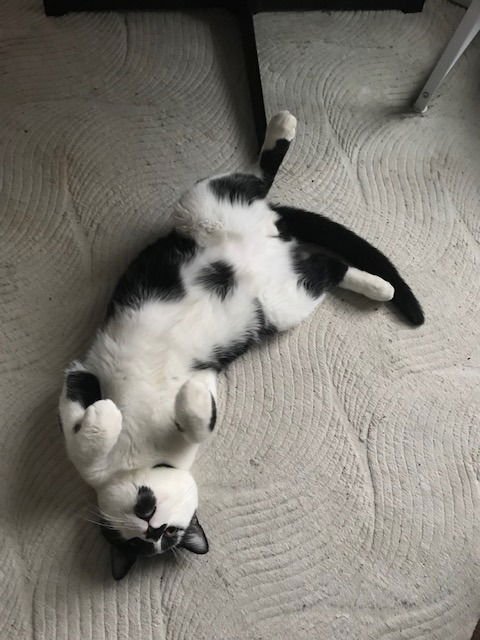 CLANCY - Domestic Short Hair available for adoption