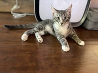 Ace - Pending - Photo 2
