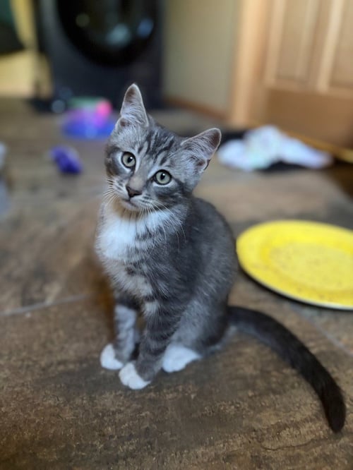 ACE - PENDING - Domestic Short Hair available for adoption