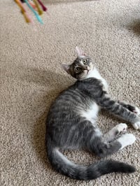 Ace - Pending - Photo 3