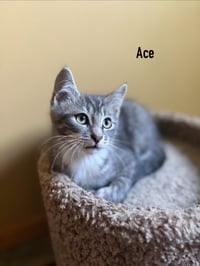 Ace - Pending - Photo 4
