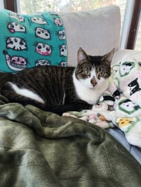Gizmo / Gremlin - Photo 2