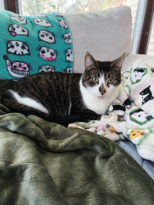 GIZMO / GREMLIN - Domestic Short Hair available for adoption