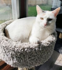 Gizmo / Gremlin - Photo 4