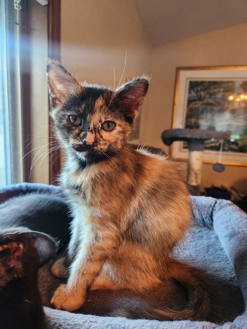 CORTADO - PENDING ADOPTION - Domestic Short Hair available for adoption