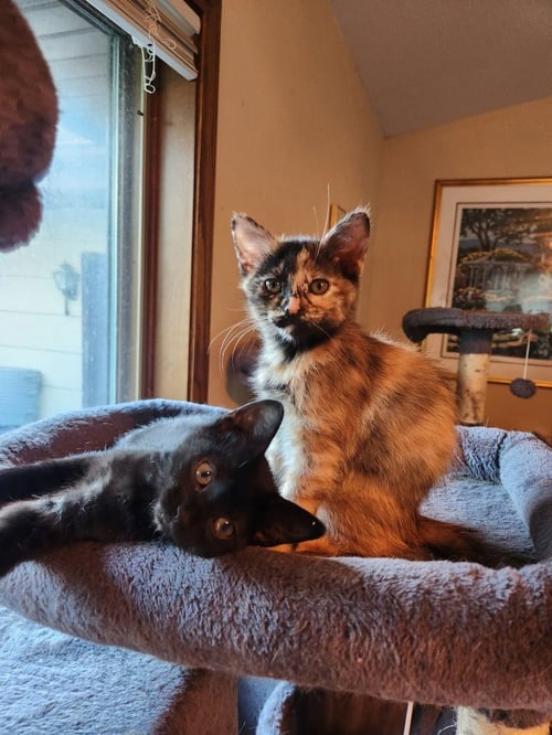 CORTADO - PENDING ADOPTION - Domestic Short Hair available for adoption