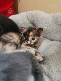 Cortado - Pending Adoption - Photo 3