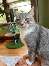 Prince - Pending Adoption - Photo 3