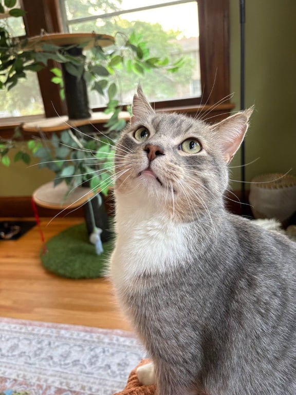 Prince - Pending Adoption Image