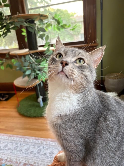 PRINCE - PENDING ADOPTION - Domestic Short Hair available for adoption