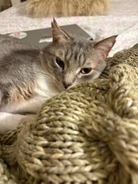 Prince - Pending Adoption - Photo 4