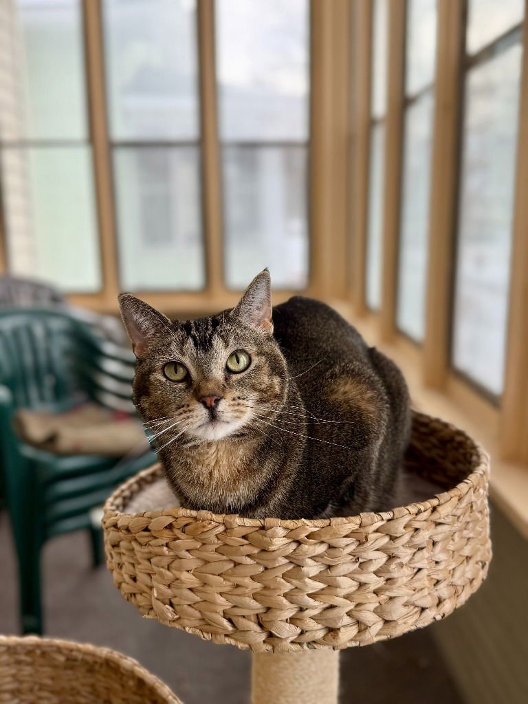 ALEXIS - Abyssinian available for adoption