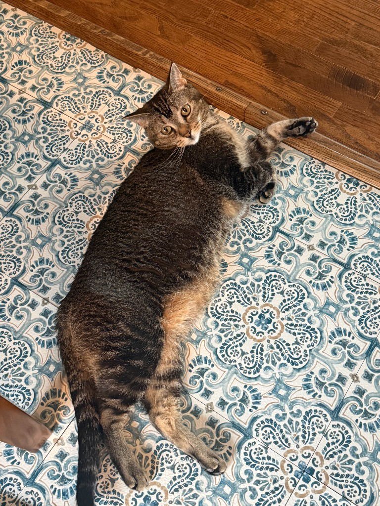 ALEXIS - Abyssinian available for adoption