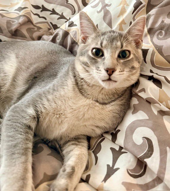 JOHNNY- NO LONGER ACCEPTING APPS - Domestic Short Hair available for adoption