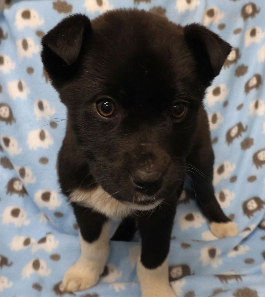 ZOLA - Terrier available for adoption