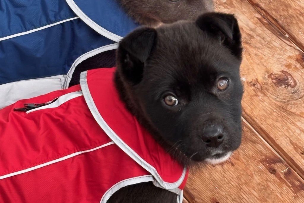 ZOLA - Terrier available for adoption