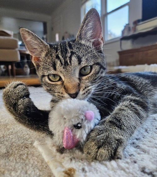 MISS ZINNIA - MAX APPS - Domestic Short Hair available for adoption