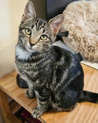 Miss Zinnia - Max Apps - Photo 1