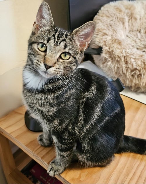 MISS ZINNIA - MAX APPS - Domestic Short Hair available for adoption