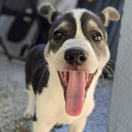 WREN - PENDING ADOPTION
