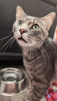 Clyde - No longer accepting apps - Photo 4