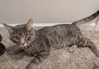 Clyde - No longer accepting apps - Photo 2