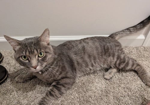 CLYDE - NO LONGER ACCEPTING APPS - Domestic Short Hair available for adoption
