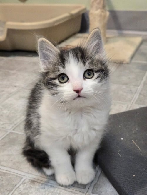 BENNIE - PENDING ADOPTION - Domestic Short Hair for adoption in St. Paul