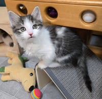 Bennie - Pending Adoption - Photo 3
