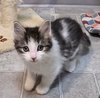 Bennie - Pending Adoption - Photo 4