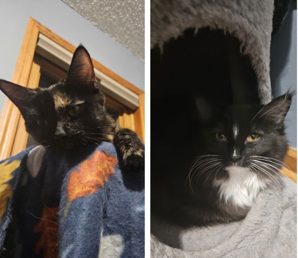 JANE / OPHELIA - Domestic Short Hair available for adoption