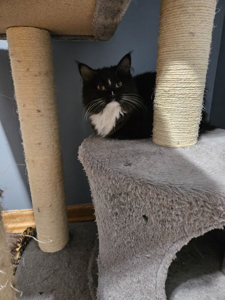 JANE / OPHELIA - Domestic Short Hair available for adoption