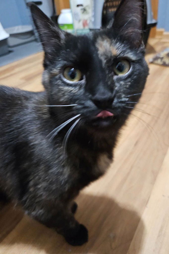 Jane / Ophelia - Photo 4