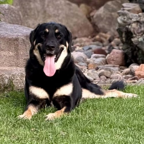 PILOT - German Shepherd Dog / Terrier available for adoption