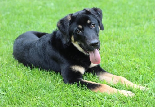 PILOT - German Shepherd Dog / Terrier available for adoption