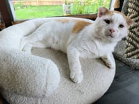 Grilled Cheese (FIV+) - Photo 4