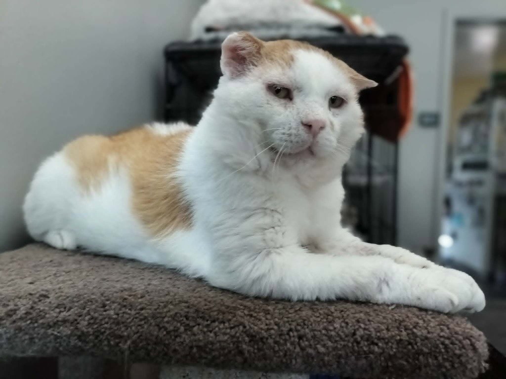 Grilled Cheese (FIV+) Image
