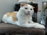 Grilled Cheese (FIV+) - Photo 1