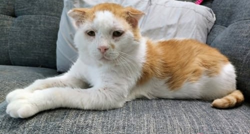 GRILLED CHEESE (FIV+) - Domestic Short Hair available for adoption