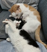 Grilled Cheese (FIV+) - Photo 3