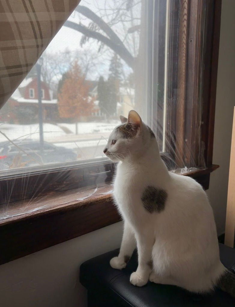 TORI-PENDING ADOPTION - Domestic Short Hair available for adoption