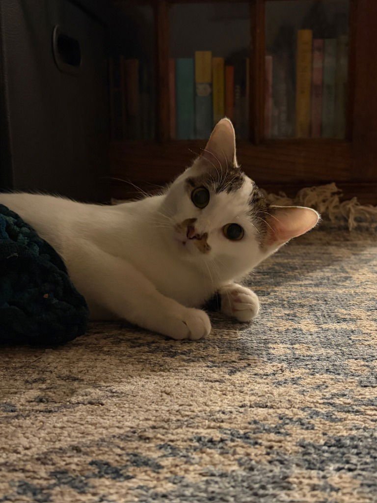 Tori-Pending Adoption - Photo 3