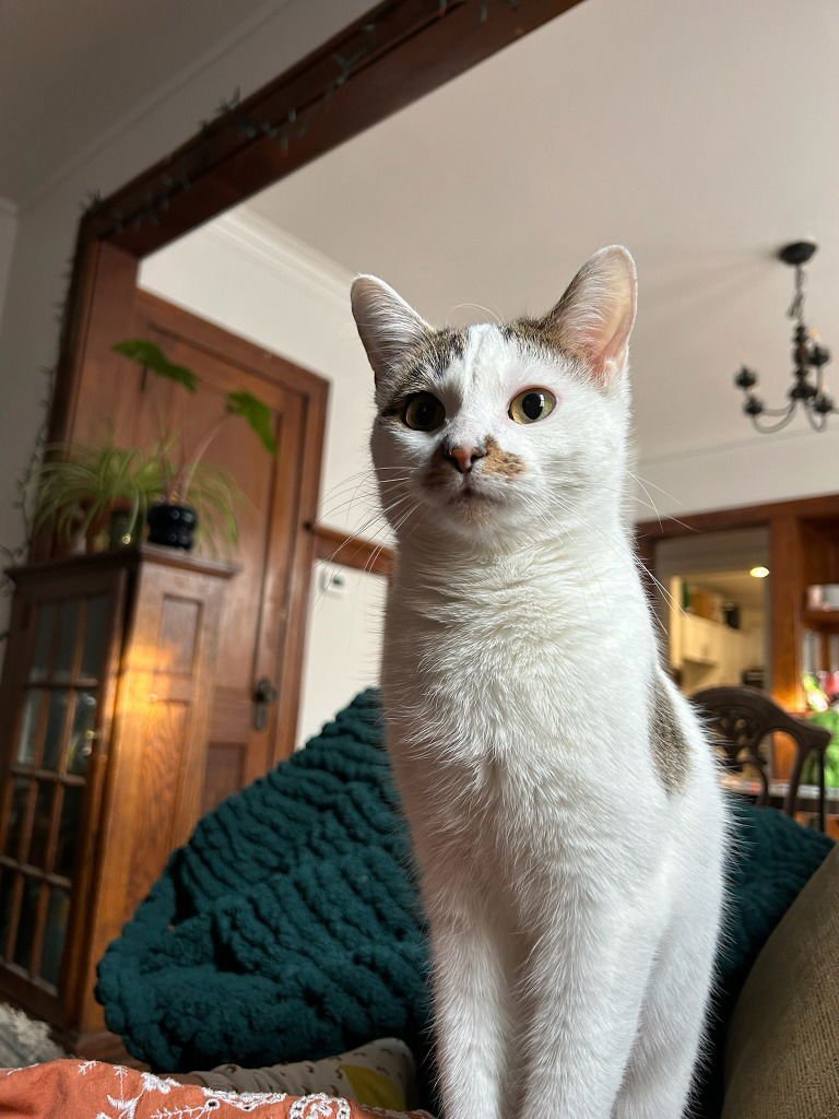 Tori-Pending Adoption - Photo 4