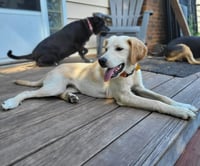 Pippa - Photo 2