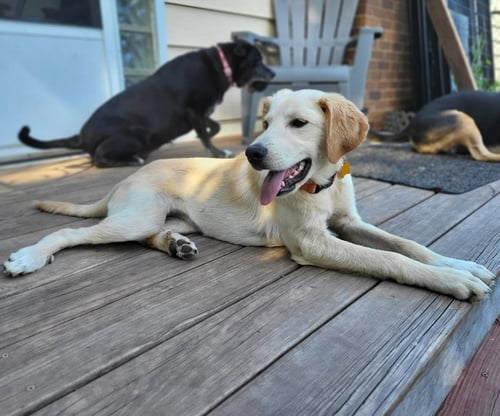 PIPPA - Golden Retriever / Terrier available for adoption