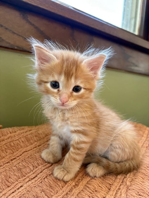 LEONE - NO LONGER ACCEPTING APPLICATIONS - Domestic Short Hair available for adoption