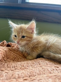 Leone - No Longer Accepting Applications - Photo 2