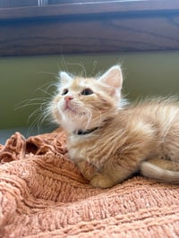 Leone - No Longer Accepting Applications - Photo 3